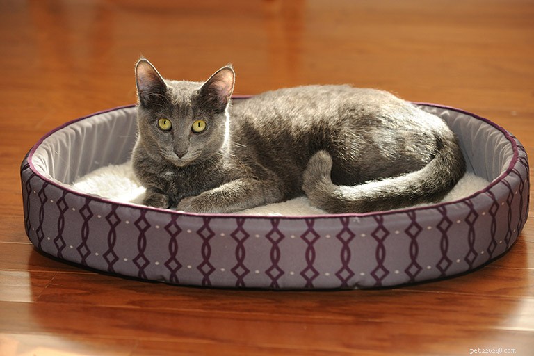 Korat Cat: Breed Profile, History & Cultural Significance
