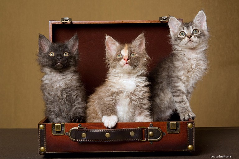 LaPerm Cat Breed Profile: History, Traits, and Care