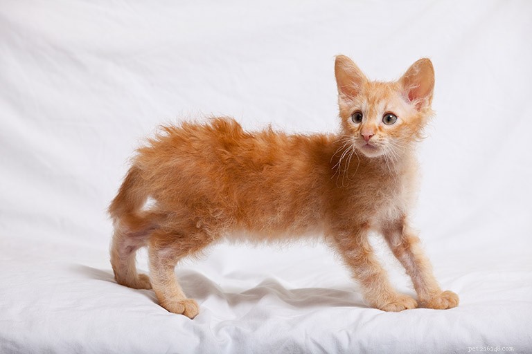 LaPerm Cat Breed Profile: History, Traits, and Care