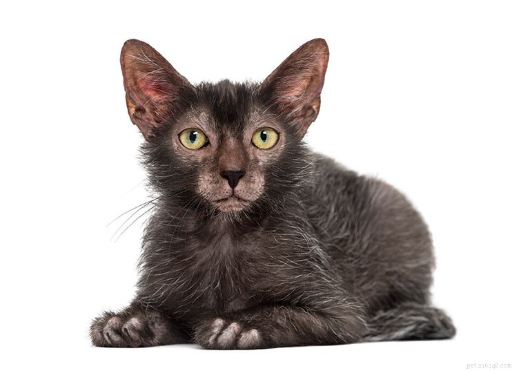 Lykoi Cat: Comprehensive Breed Profile & Key Facts