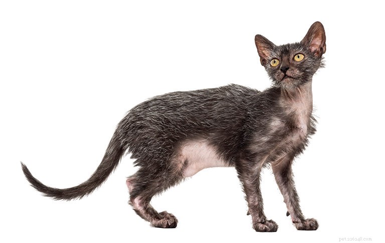 Lykoi Cat: Comprehensive Breed Profile & Key Facts