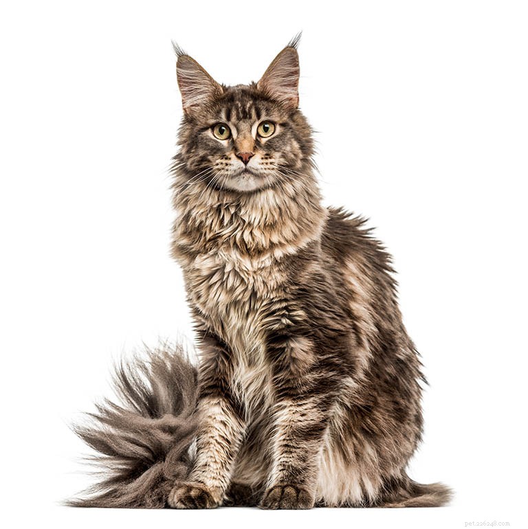 Maine Coon Cat Breed Profile: History, Traits & Care
