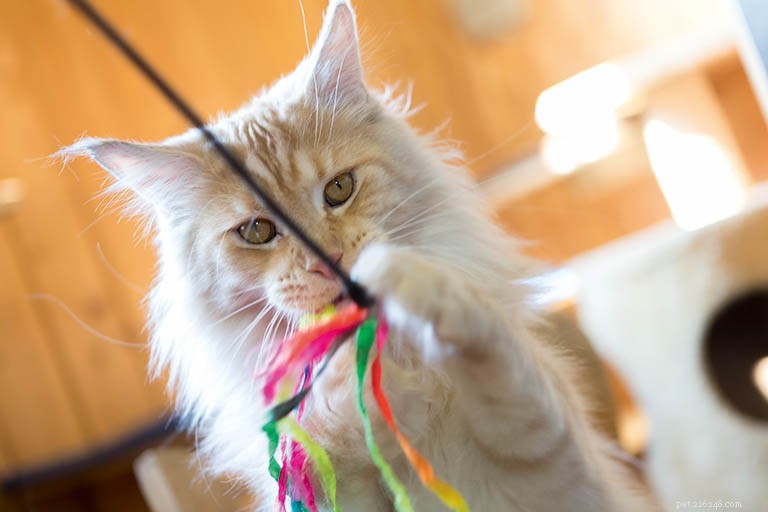 Maine Coon Cat Breed Profile: History, Traits & Care