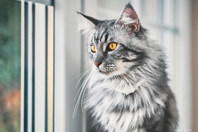 Maine Coon Cat Breed Profile: History, Traits & Care
