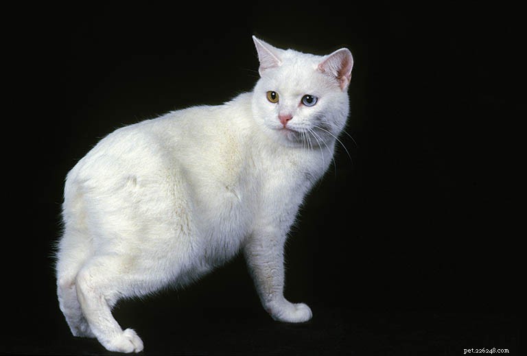 Manx Cat Breed: History, Traits & Care Guide