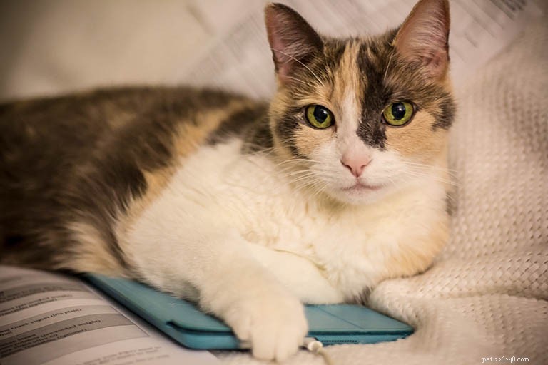 Manx Cat Breed: History, Traits & Care Guide