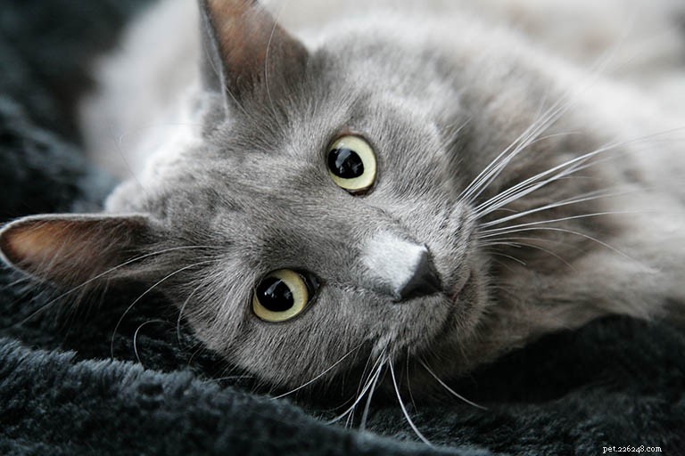 Nebelung Cat Breed Profile: History, Traits, and Care