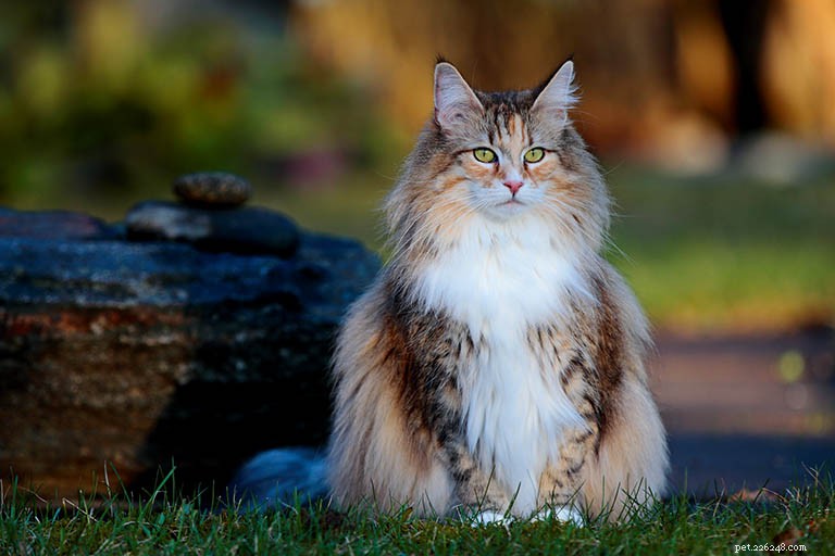 Norwegian Forest Cat Breed Profile – History, Traits & Care