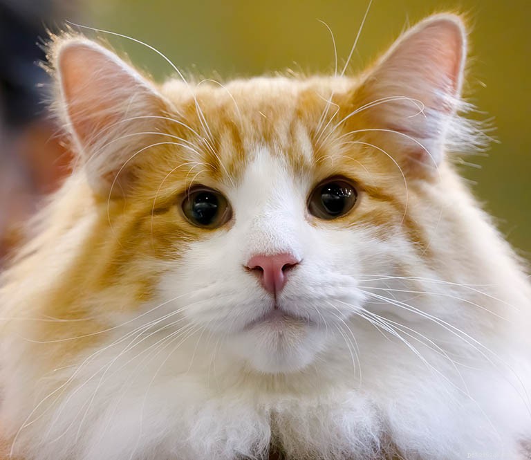 Norwegian Forest Cat Breed Profile – History, Traits & Care