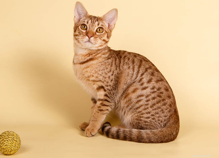 Ocicat Cat Breed Profile: History, Traits, and Care Guide