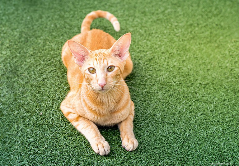 Oriental Cat Breed Profile: History, Traits, and Care