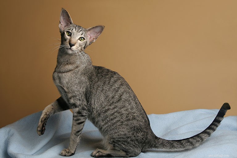 Oriental Cat Breed Profile: History, Traits, and Care
