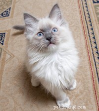 Ragdoll Cat Breed Profile: Traits, Care, and Why They’re Loved