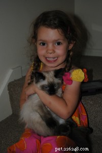 Ragdoll Cat Breed Profile: Traits, Care, and Why They’re Loved