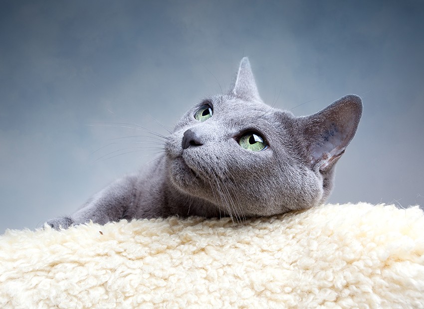 Russian Blue Cat Breed Profile: Elegant, Intelligent, and Family‑Friendly Companion