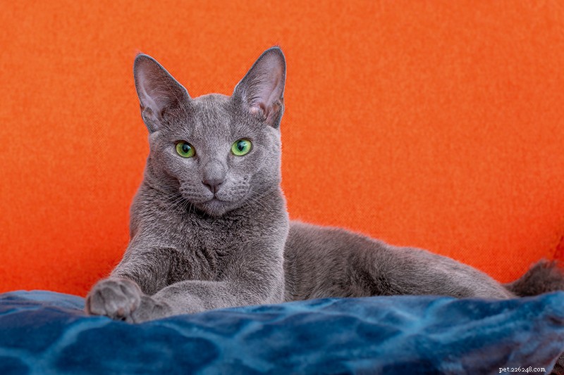 Russian Blue Cat Breed Profile: Elegant, Intelligent, and Family‑Friendly Companion
