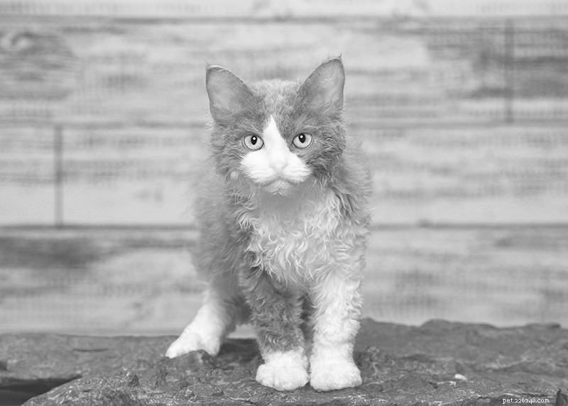 Selkirk Rex Cats: Playful, Loyal, and Family‑Friendly Pets