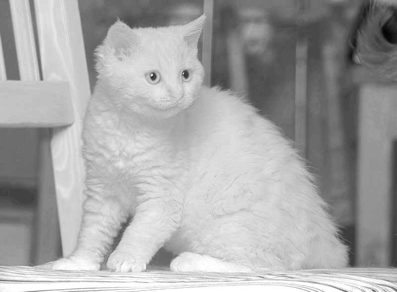 Selkirk Rex Cats: Playful, Loyal, and Family‑Friendly Pets