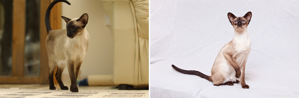 Discover the Siamese Cat: Intelligent, Affectionate, and Life‑Changing Companion