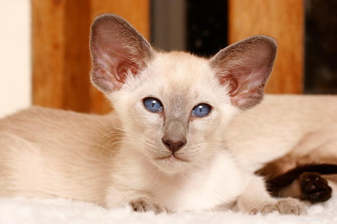 Discover the Siamese Cat: Intelligent, Affectionate, and Life‑Changing Companion