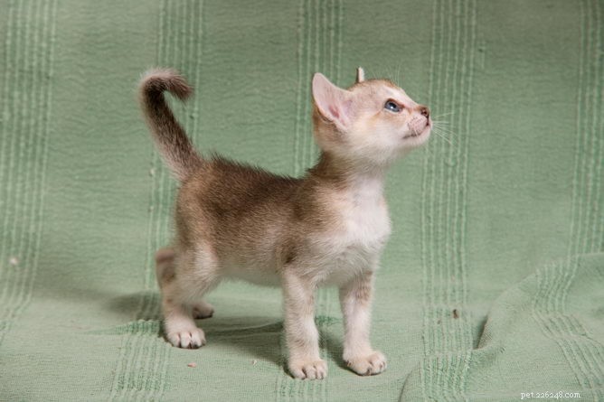 Singapura Cat: Comprehensive Breed Profile & Care Guide
