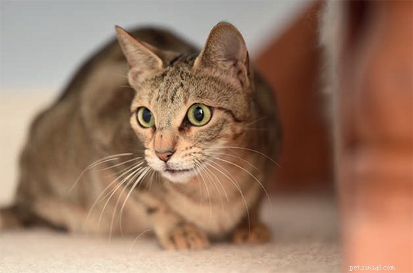 Sokoke Cat: Rare Breed Profile & Family Companion
