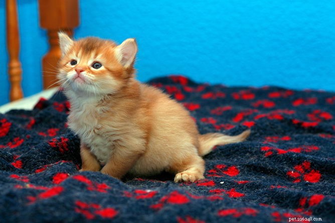 Somali Cat Breed Overview: Traits, Care & Personality