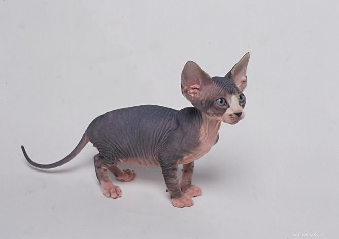 Sphynx Cat Breed Profile – Affectionate, Intelligent, and Soft‑Textured