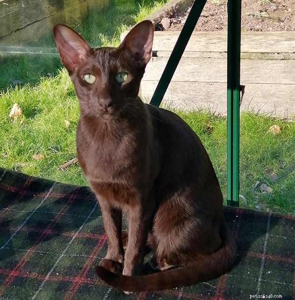 Suffolk Chocolate Cat: Breed Information & History