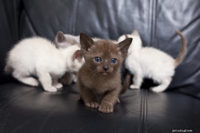 Tonkinese Cat Breed Profile: Traits, Care, and Characteristics