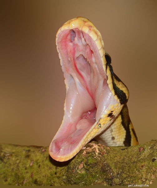 Why Your Ball Python Won t Eat – Common Causes & Quick Fixes