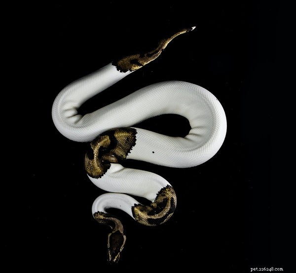 Is a Ball Python the Ideal First Pet? Expert Comparison with Popular Reptiles