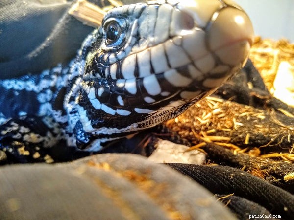 Is a Ball Python the Ideal First Pet? Expert Comparison with Popular Reptiles
