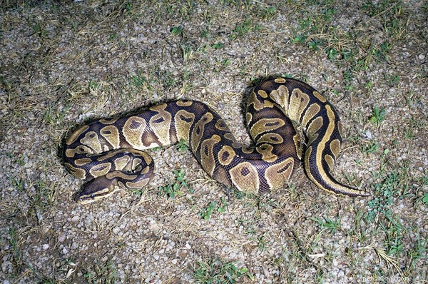Top 12 Ball Python FAQs: Expert Answers for New and Seasoned Keepers
