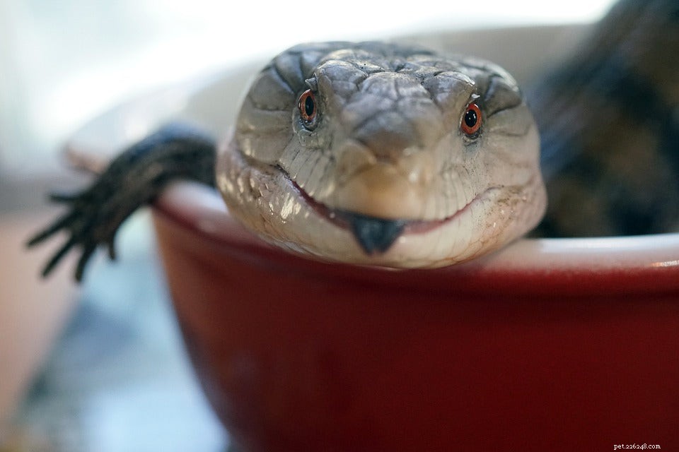 Optimal Diet for Blue‑Tongue Skinks: A Comprehensive Guide