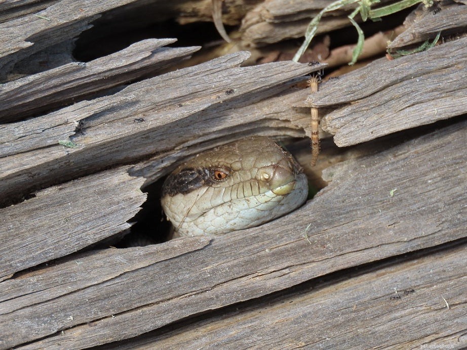 Optimal Diet for Blue‑Tongue Skinks: A Comprehensive Guide