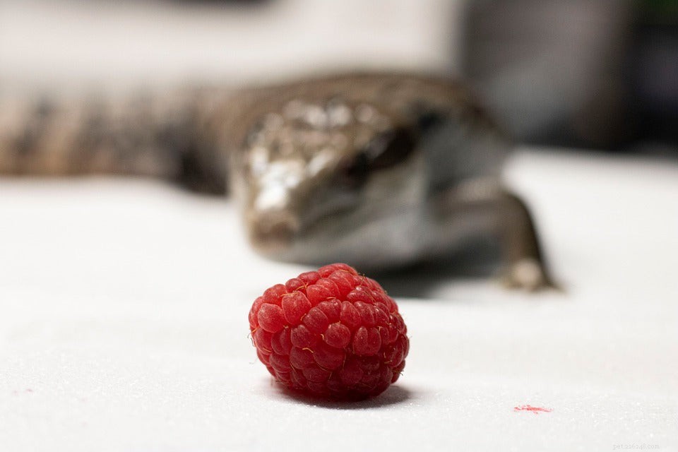 Optimal Diet for Blue‑Tongue Skinks: A Comprehensive Guide