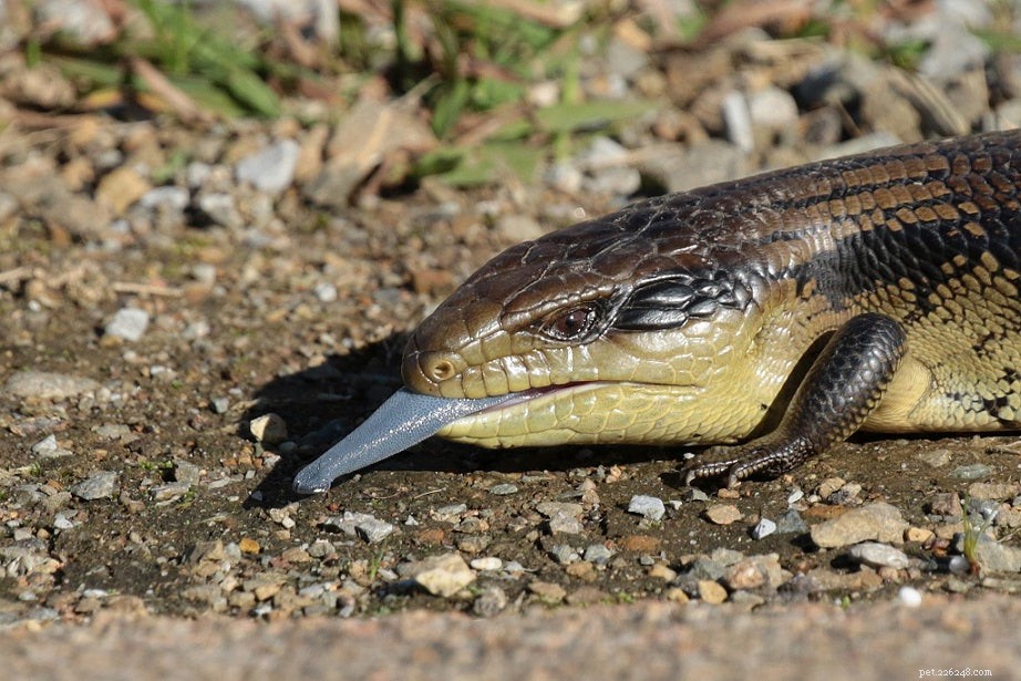 Optimal Diet for Blue‑Tongue Skinks: A Comprehensive Guide