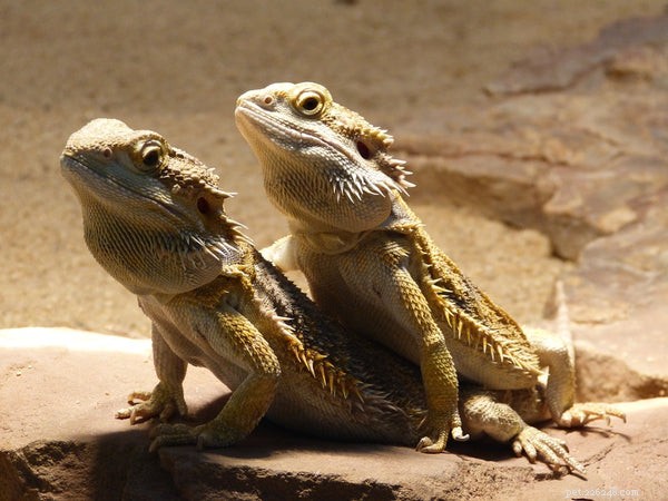 Bearded Dragon Gut Content: Nutrition, Health, and Natural Hunting Insights