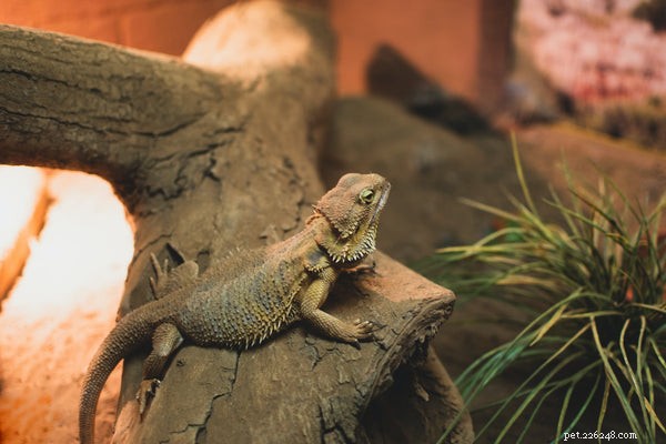 Bearded Dragon Gut Content: Nutrition, Health, and Natural Hunting Insights