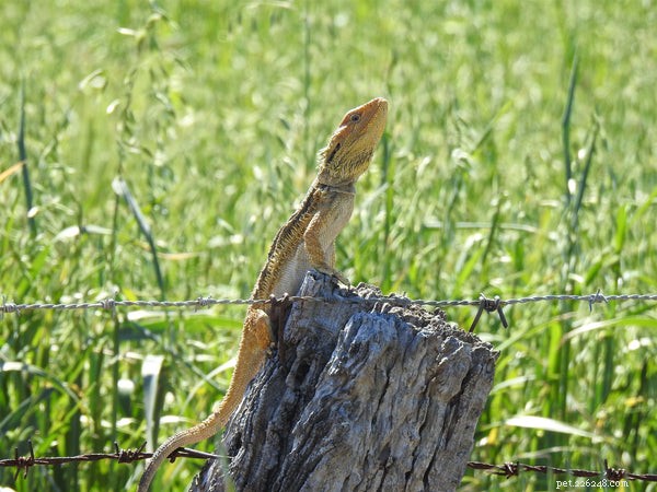 Bearded Dragon Gut Content: Nutrition, Health, and Natural Hunting Insights