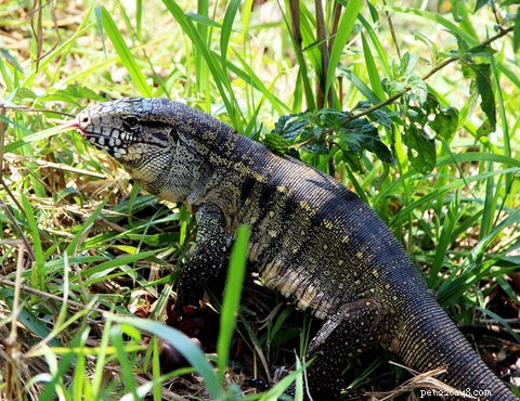 Tegus Unveiled: Real Intelligence Levels Explained