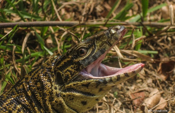 How to Feed and Care for Tegu Lizards: A Beginner’s Handbook