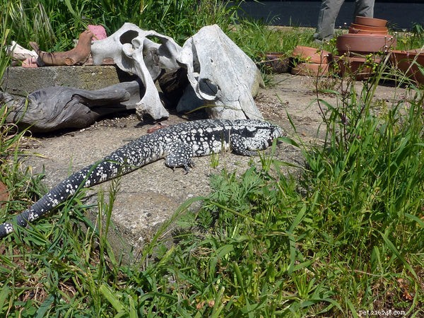 How to Feed and Care for Tegu Lizards: A Beginner’s Handbook