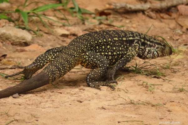 How to Feed and Care for Tegu Lizards: A Beginner’s Handbook