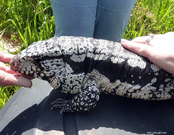 How to Feed and Care for Tegu Lizards: A Beginner’s Handbook