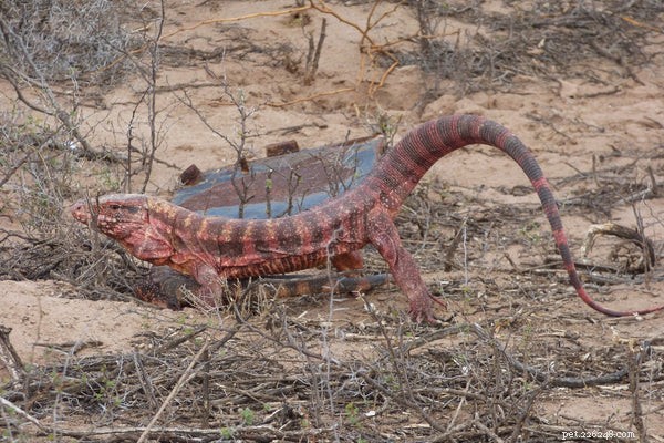 How to Feed and Care for Tegu Lizards: A Beginner’s Handbook