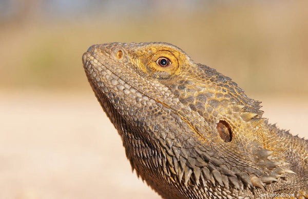 19 Expert Answers to Your Bearded Dragon Questions