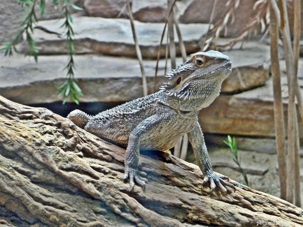 19 Expert Answers to Your Bearded Dragon Questions