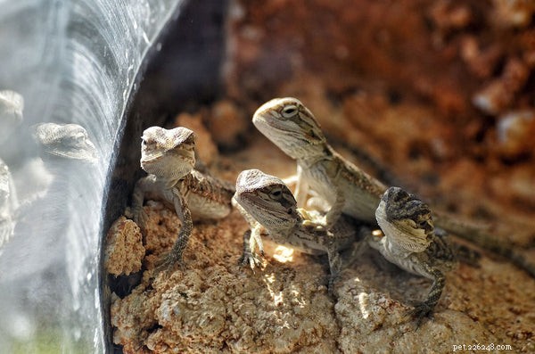 19 Expert Answers to Your Bearded Dragon Questions